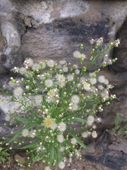 Angiospermae