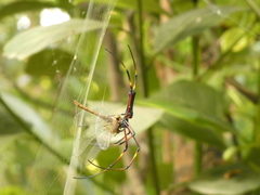 Nephila kuhli
