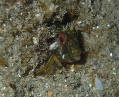 Parablennius incognitus