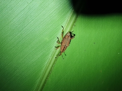 Metaprodioctes formosanus