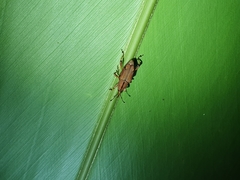 Metaprodioctes formosanus