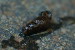 Juga plicifera
