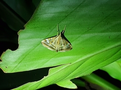 Agrioglypta itysalis