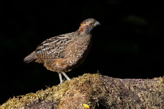 Spotted Wood-Quail photo 3