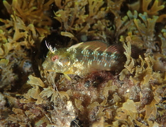 Parablennius incognitus