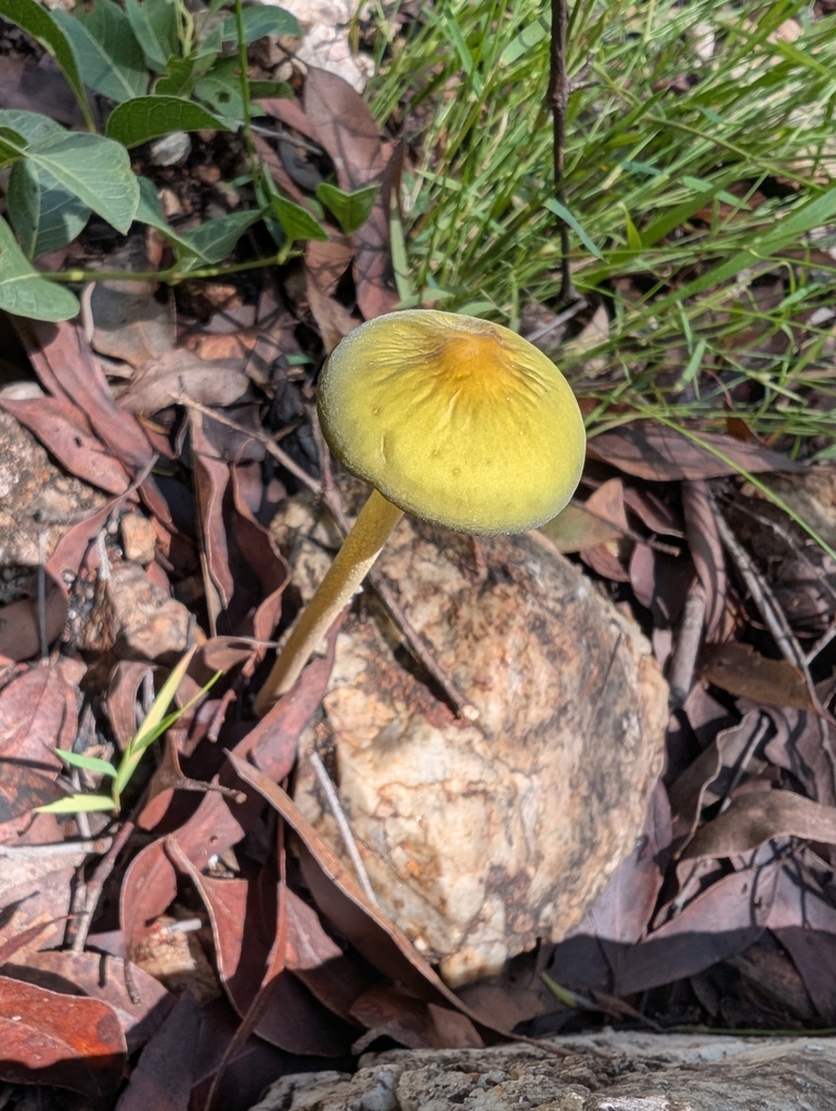 Oudemansiella flavo-olivacea · February 2025 · photo: © danielmontesinos (iNaturalist, cc-by)