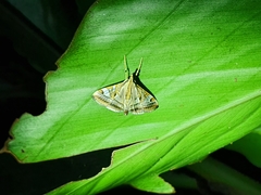 Agrioglypta itysalis