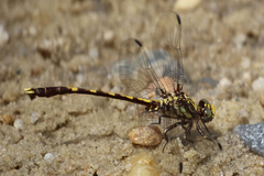 Progomphus obscurus