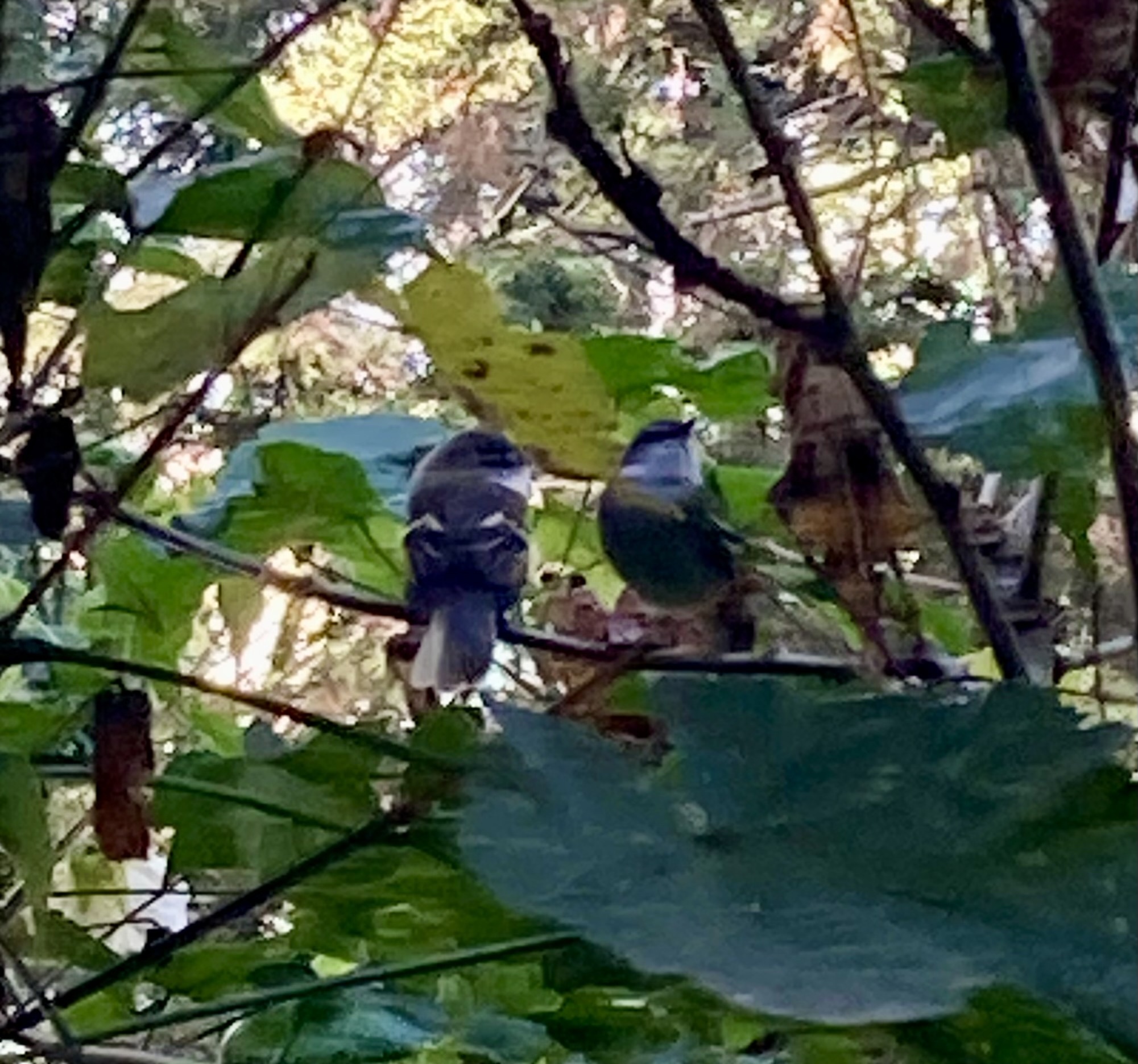 White-throated Tyrannulet (Mecocerculus leucophrys), photo 7