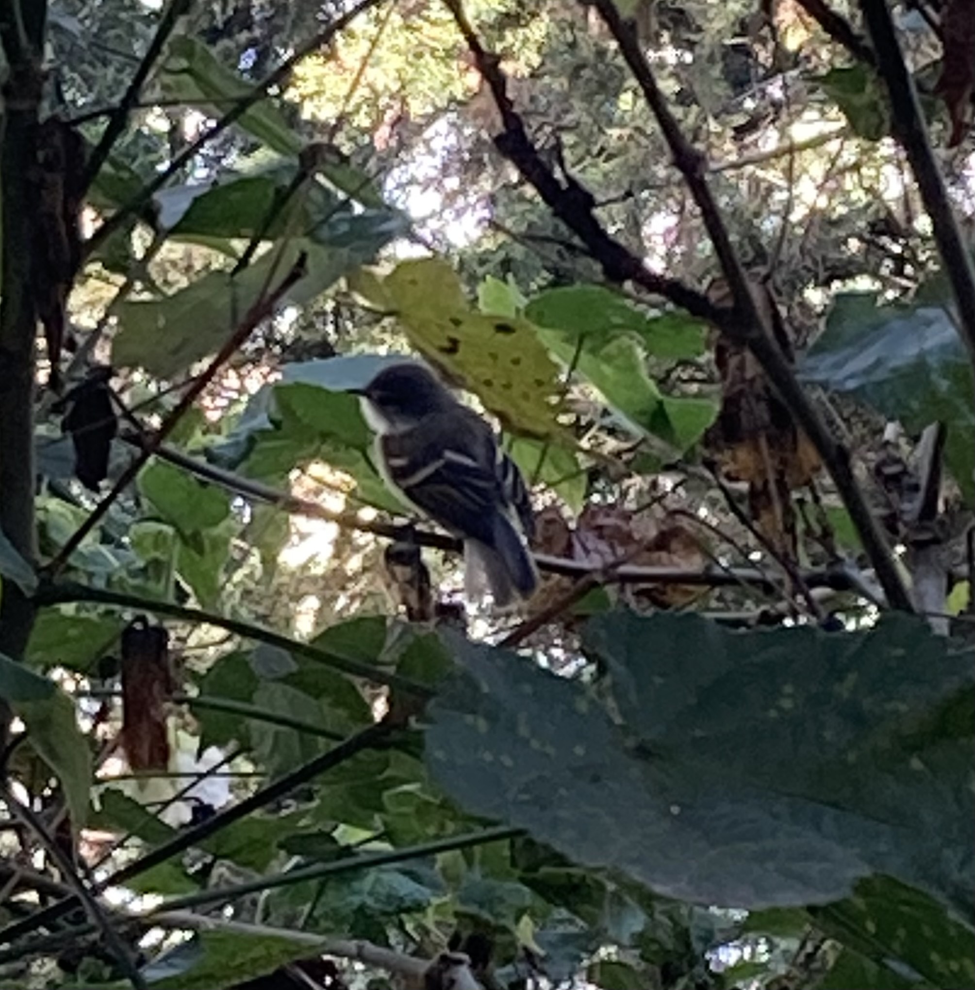 White-throated Tyrannulet (Mecocerculus leucophrys), photo 8