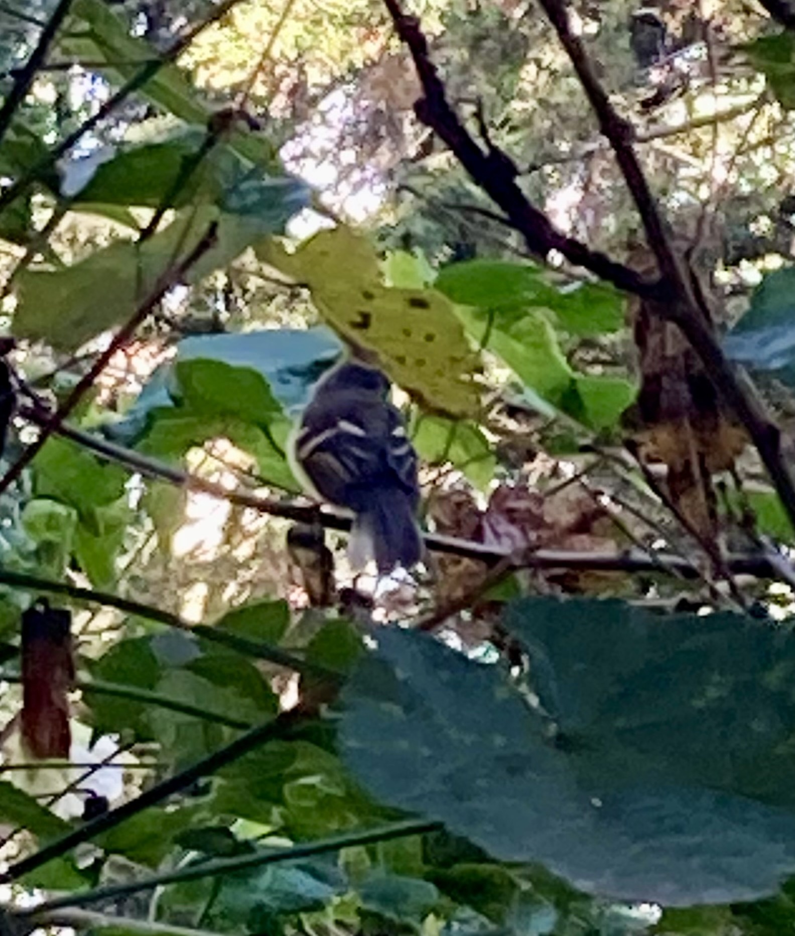 White-throated Tyrannulet (Mecocerculus leucophrys), photo 9