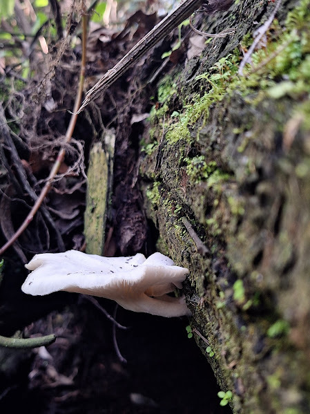 Pleurotus albidus · September 2024 · photo: © rocio_pose (iNaturalist, cc-by)