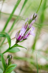 Polygala preslii