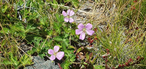 Geranium berteroanum (Geranium berteroanum)