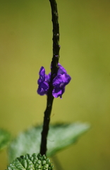 Stachytarpheta jamaicensis