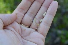 Symphyotrichum spathulatum