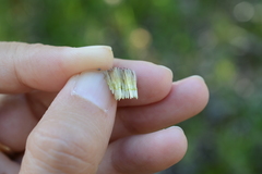 Symphyotrichum spathulatum