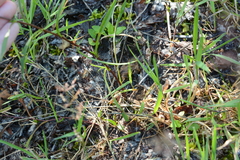 Symphyotrichum spathulatum
