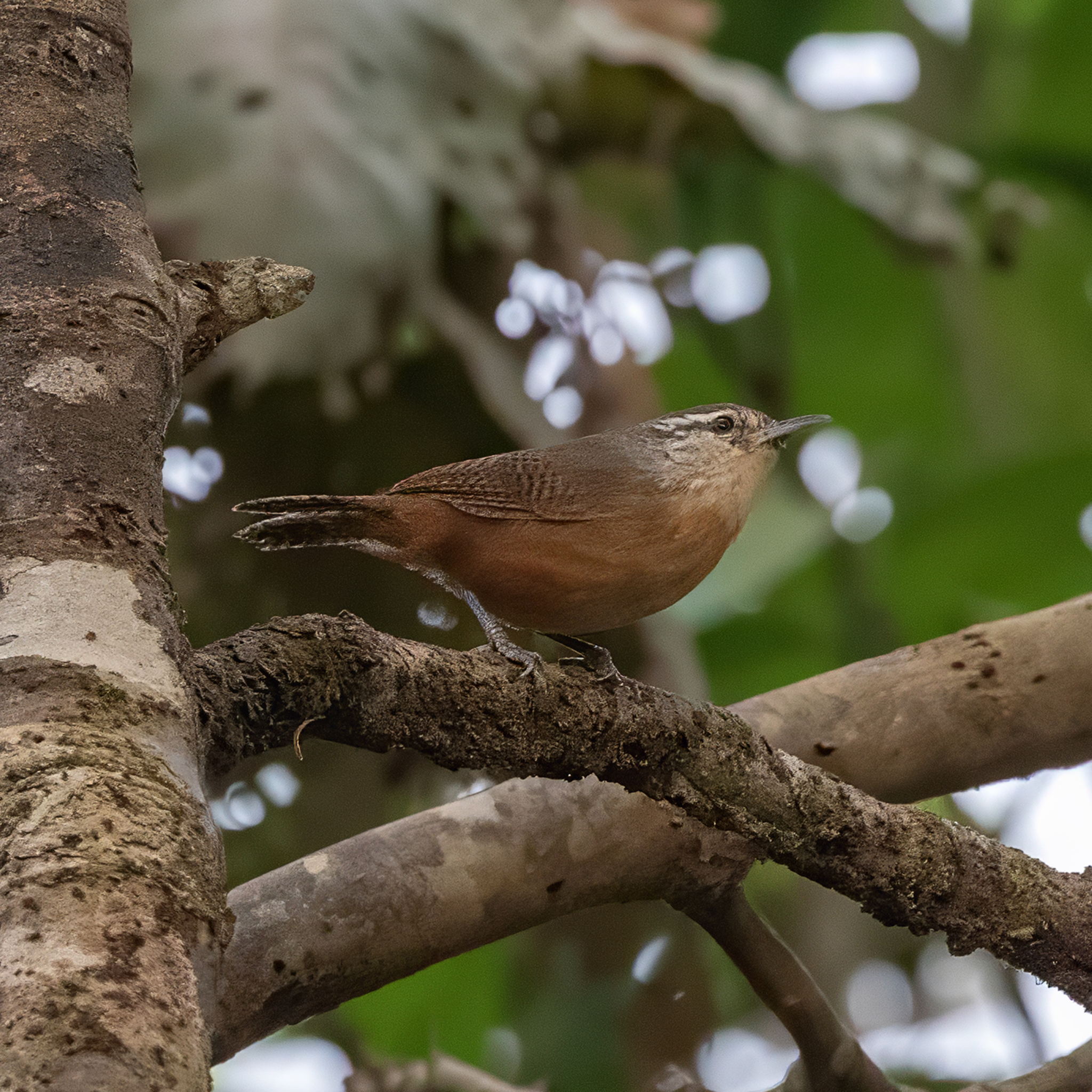 Fawn-breasted Wren (Cantorchilus guarayanus), photo 5
