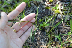 Symphyotrichum spathulatum