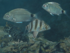 Diplodus cervinus