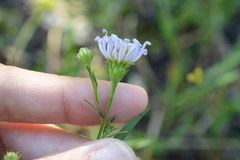 Symphyotrichum spathulatum