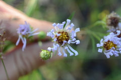 Symphyotrichum spathulatum