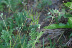 Erodium stephanianum