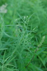 Galatella dahurica