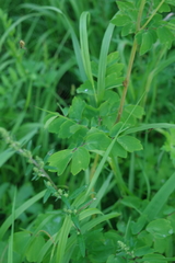 Thalictrum aquilegiifolium sibiricum