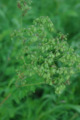Thalictrum aquilegiifolium sibiricum