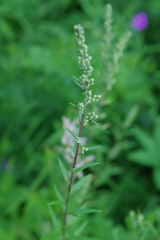 Artemisia integrifolia