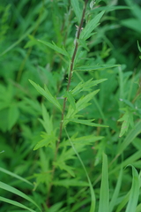 Artemisia integrifolia