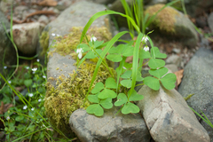 Oxalis trilliifolia
