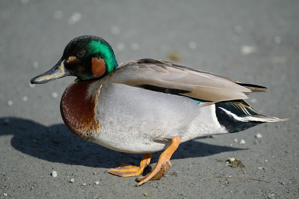 Green-winged Teal × Mallard