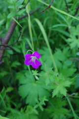 Geranium wlassovianum