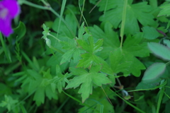 Geranium wlassovianum