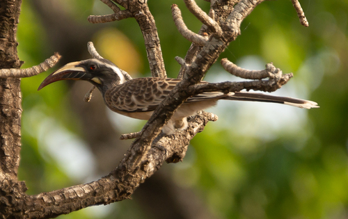 African Gray Hornbill
