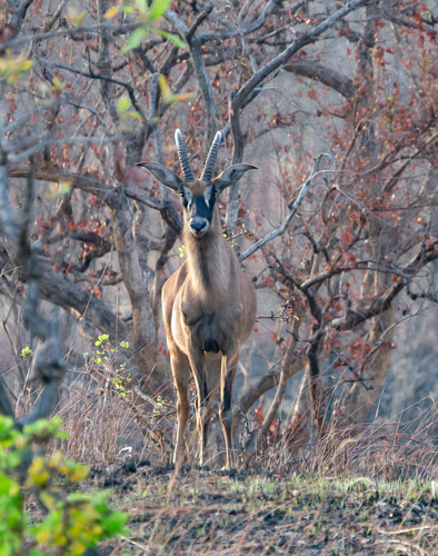 Roan Antelope (Hippotragus equinus)