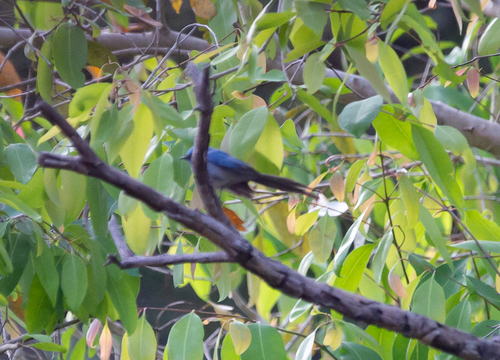African Blue Flycatcher