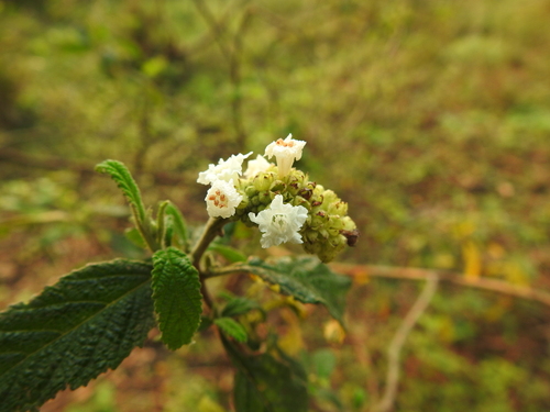 Image of Varronia curassavica by (c) Cecilia Fer Díaz, some rights reserved (CC BY)
