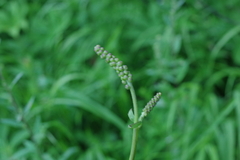 Actaea simplex
