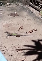 Ameiva atrigularis
