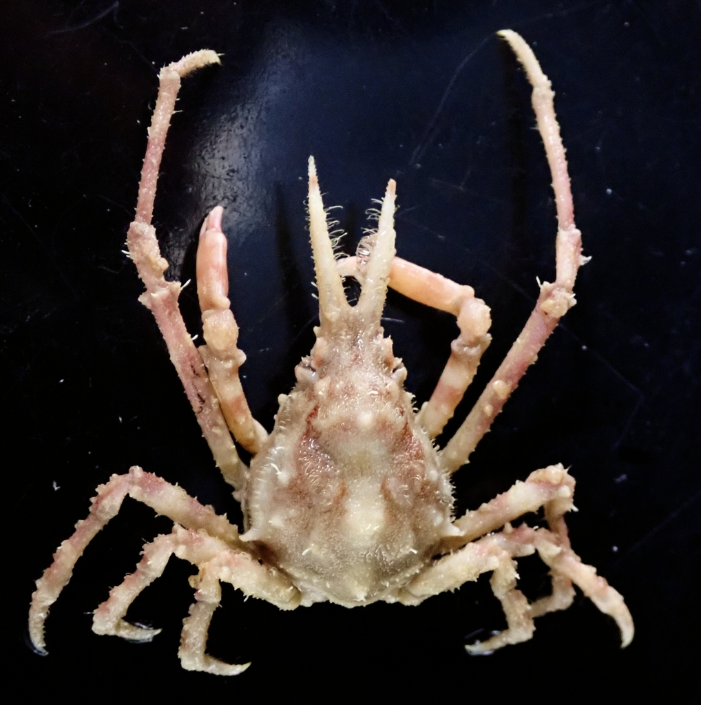 Hyastenus hilgendorfi