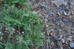 Erodium stephanianum