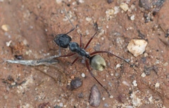 Camponotus suffusus