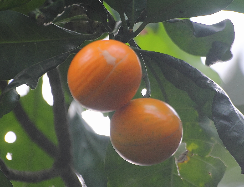 Tabernaemontana macrocarpa