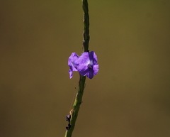 Stachytarpheta jamaicensis