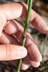 Equisetum × trachyodon