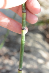 Equisetum × trachyodon